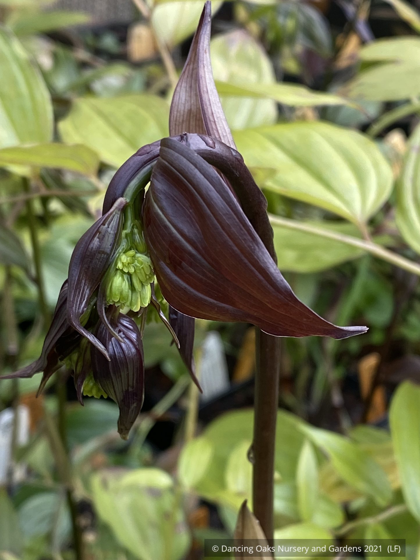 Perennials ~ Disporum cantoniense 'Night Heron', Fairy Lanterns ~ Dancing Oaks Nursery and Gardens ~ Retail Nursery ~ Mail Order Nursery