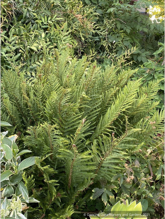 Dryopteris cambrensis 'Crispa Barnes', Crisped Golden-scaled Male Fern