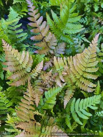 Ferns ~ Dryopteris erythrosora, Autumn Fern ~ Dancing Oaks Nursery and Gardens ~ Retail Nursery ~ Mail Order Nursery