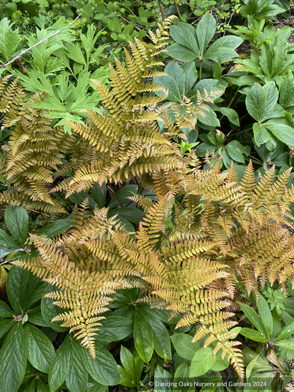 Ferns ~ Dryopteris erythrosora 'Brilliance', Autumn Fern ~ Dancing Oaks Nursery and Gardens ~ Retail Nursery ~ Mail Order Nursery