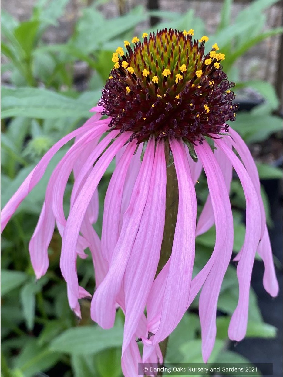 Echinacea simulata, Wavyleaf Purple Coneflower