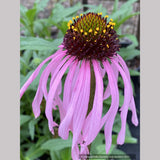 Echinacea simulata, Wavyleaf Purple Coneflower