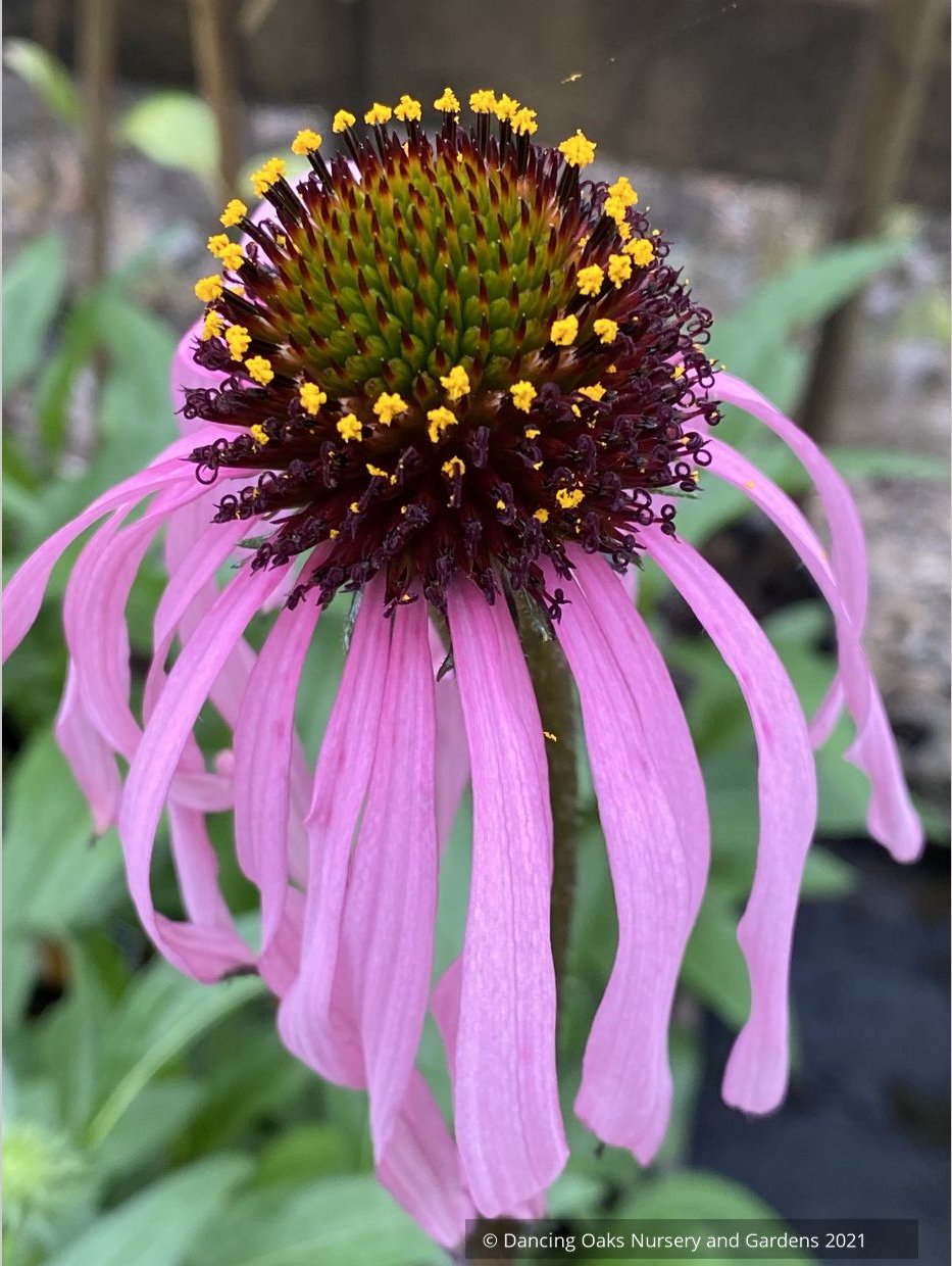 Echinacea simulata, Wavyleaf Purple Coneflower