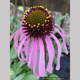 Echinacea simulata, Wavyleaf Purple Coneflower