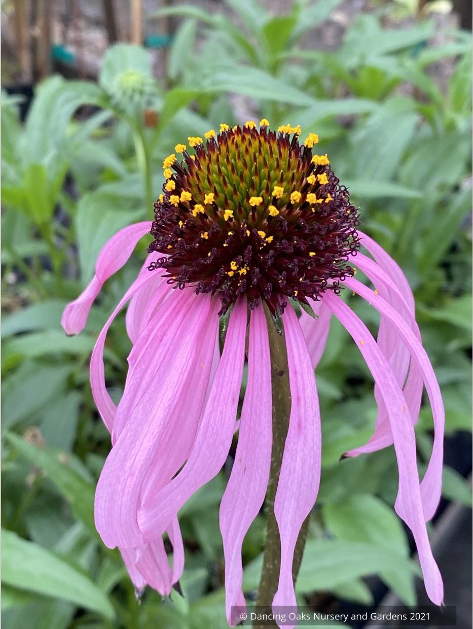 Echinacea simulata, Wavyleaf Purple Coneflower