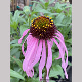 Echinacea simulata, Wavyleaf Purple Coneflower