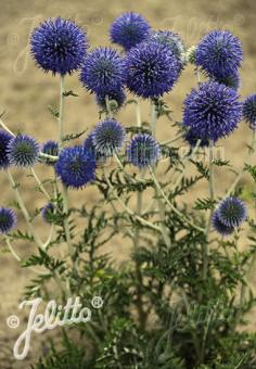 Perennials ~ Echinops ritro ssp ruthenicus 'Platinum Blue', Globe Thistle ~ Dancing Oaks Nursery and Gardens ~ Retail Nursery ~ Mail Order Nursery