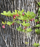 Shrubs ~ Enkianthus campanulatus 'Miyama Beni' ~ Dancing Oaks Nursery and Gardens ~ Retail Nursery ~ Mail Order Nursery