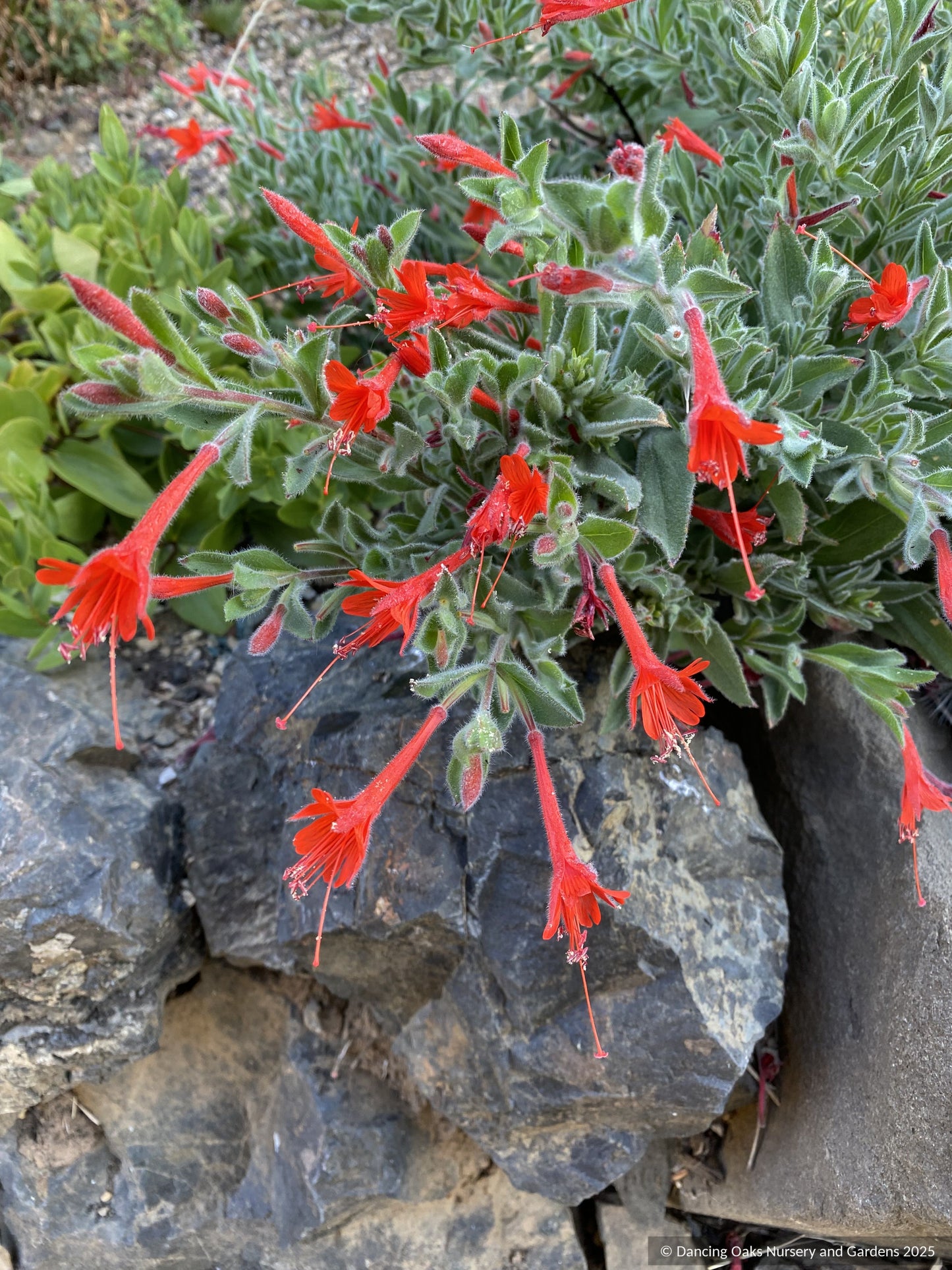 Perennials ~ Epilobium (syn Zauschneria) 'Everett's Choice', California Fuchsia ~ Dancing Oaks Nursery and Gardens ~ Retail Nursery ~ Mail Order Nursery