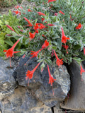 Perennials ~ Epilobium (syn Zauschneria) 'Everett's Choice', California Fuchsia ~ Dancing Oaks Nursery and Gardens ~ Retail Nursery ~ Mail Order Nursery
