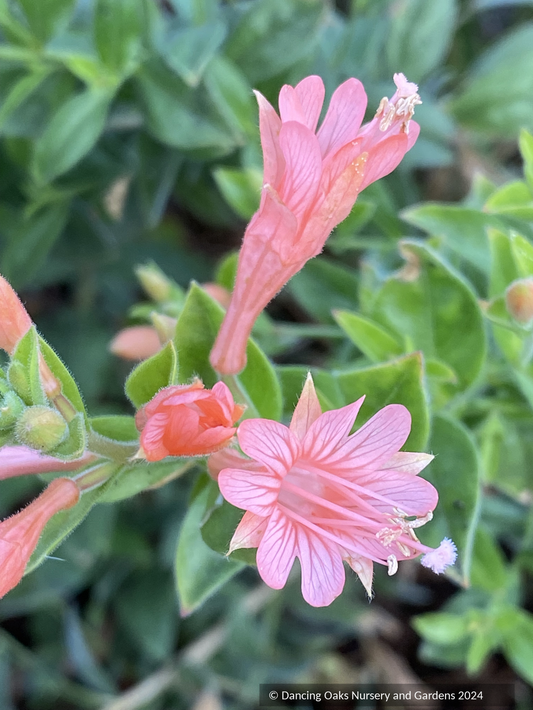 Perennials ~ Epilobium (syn. Zauschneria) canum 'Coral Canyon', California Fuchsia ~ Dancing Oaks Nursery and Gardens ~ Retail Nursery ~ Mail Order Nursery