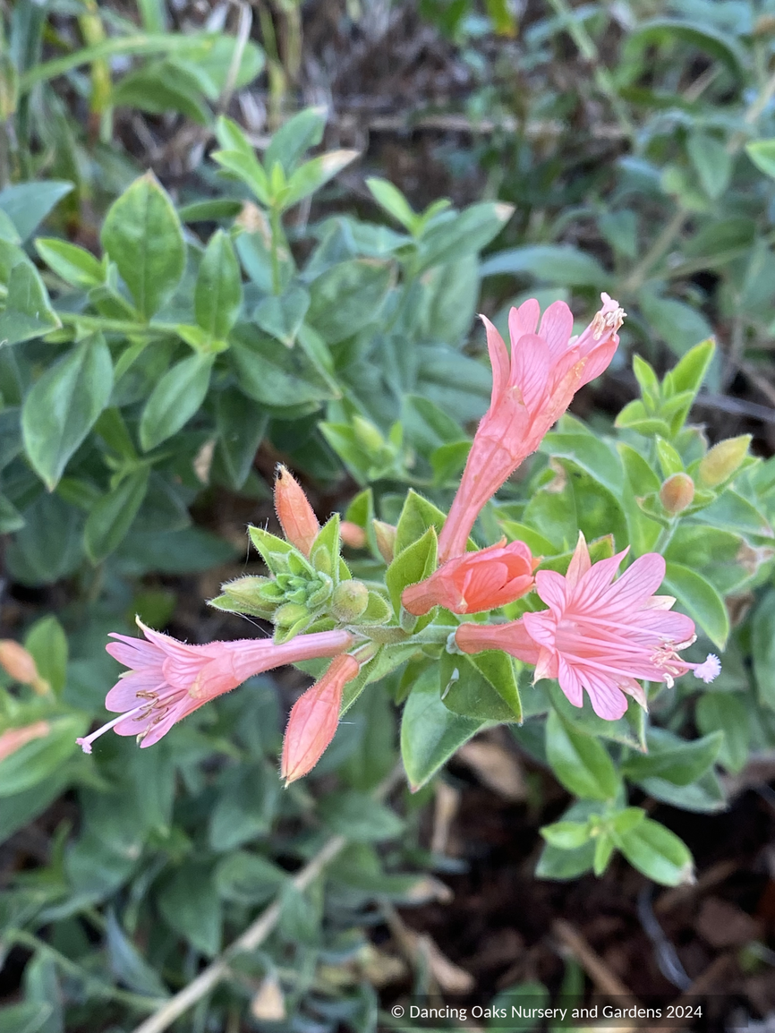Perennials ~ Epilobium (syn. Zauschneria) canum 'Coral Canyon', California Fuchsia ~ Dancing Oaks Nursery and Gardens ~ Retail Nursery ~ Mail Order Nursery