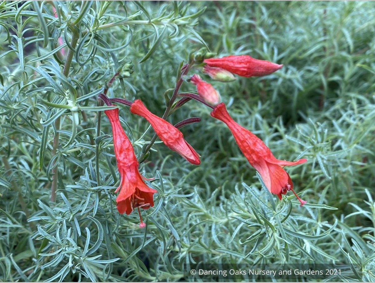 Perennials ~ Epilobium (syn. Zauschneria) 'Hollywood Flame', California Fuchsia or Hummingbird Trumpet ~ Dancing Oaks Nursery and Gardens ~ Retail Nursery ~ Mail Order Nursery