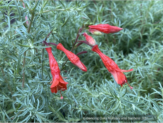 Perennials ~ Epilobium (syn. Zauschneria) 'Hollywood Flame', California Fuchsia or Hummingbird Trumpet ~ Dancing Oaks Nursery and Gardens ~ Retail Nursery ~ Mail Order Nursery