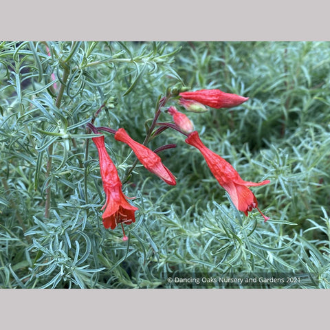 Perennials ~ Epilobium (syn. Zauschneria) 'Hollywood Flame', California Fuchsia or Hummingbird Trumpet ~ Dancing Oaks Nursery and Gardens ~ Retail Nursery ~ Mail Order Nursery