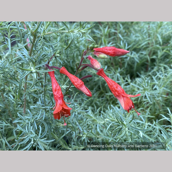 Epilobium (Syn. Zauschneria) canum 'Hollywood Flame', California