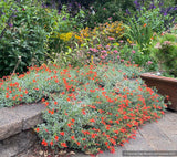 Perennials ~ Epilobium (syn. Zauschneria) septentrionalis 'Select Mattole', Mattole River Fuchsia ~ Dancing Oaks Nursery and Gardens ~ Retail Nursery ~ Mail Order Nursery