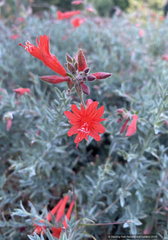 Perennials ~ Epilobium (syn. Zauschneria) septentrionalis 'Schieffelin's Choice', California Fuchsia or Hummingbird Trumpet ~ Dancing Oaks Nursery and Gardens ~ Retail Nursery ~ Mail Order Nursery