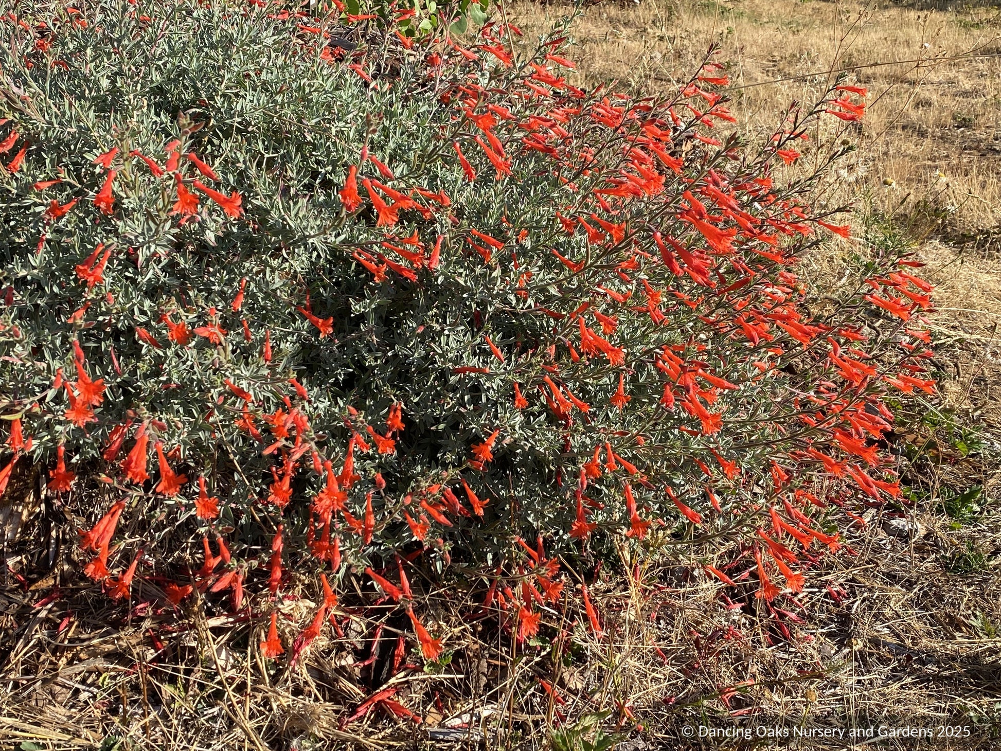 Perennials ~ Epilobium (syn. Zauschneria) septentrionalis 'Schieffelin's Choice', California Fuchsia or Hummingbird Trumpet ~ Dancing Oaks Nursery and Gardens ~ Retail Nursery ~ Mail Order Nursery