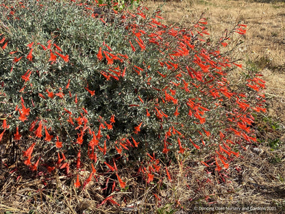 Perennials ~ Epilobium (syn. Zauschneria) septentrionalis 'Schieffelin's Choice', California Fuchsia or Hummingbird Trumpet ~ Dancing Oaks Nursery and Gardens ~ Retail Nursery ~ Mail Order Nursery