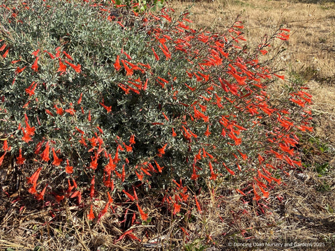 Perennials ~ Epilobium (syn. Zauschneria) septentrionalis 'Schieffelin's Choice', California Fuchsia or Hummingbird Trumpet ~ Dancing Oaks Nursery and Gardens ~ Retail Nursery ~ Mail Order Nursery