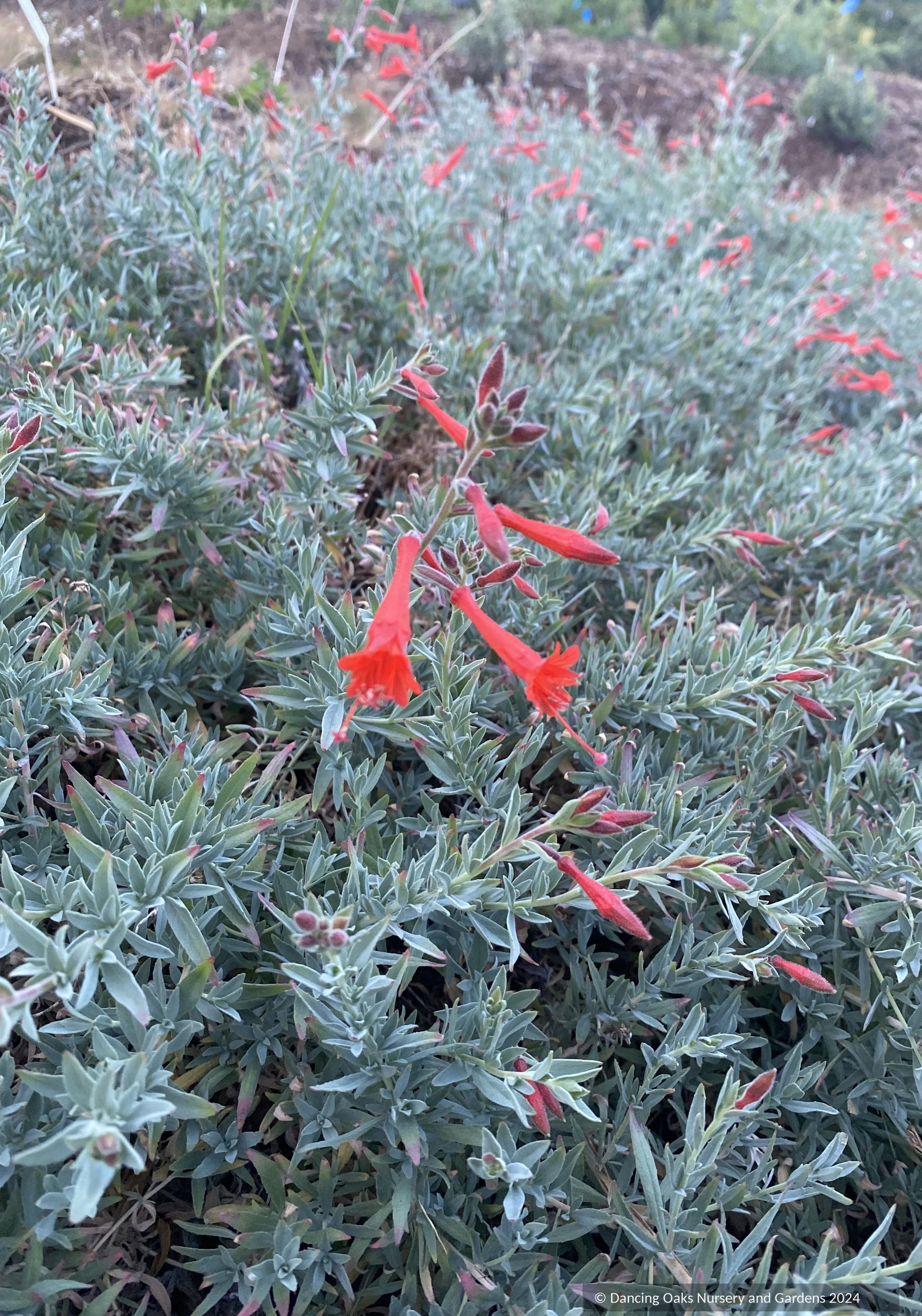 Perennials ~ Epilobium (syn. Zauschneria) septentrionalis 'Schieffelin's Choice', California Fuchsia or Hummingbird Trumpet ~ Dancing Oaks Nursery and Gardens ~ Retail Nursery ~ Mail Order Nursery