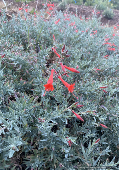 Perennials ~ Epilobium (syn. Zauschneria) septentrionalis 'Schieffelin's Choice', California Fuchsia or Hummingbird Trumpet ~ Dancing Oaks Nursery and Gardens ~ Retail Nursery ~ Mail Order Nursery