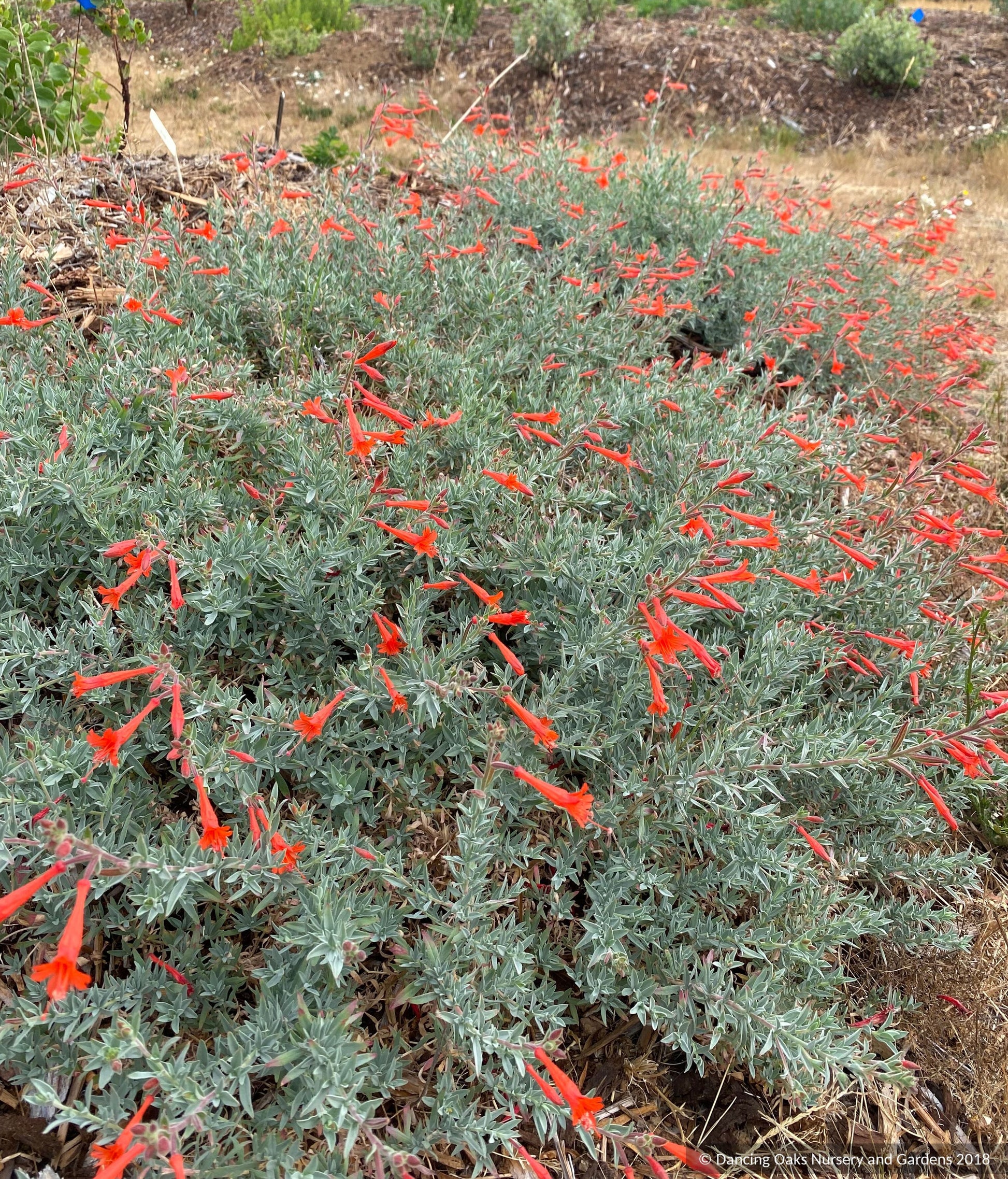 Perennials ~ Epilobium (syn. Zauschneria) septentrionalis 'Schieffelin's Choice', California Fuchsia or Hummingbird Trumpet ~ Dancing Oaks Nursery and Gardens ~ Retail Nursery ~ Mail Order Nursery