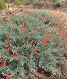 Perennials ~ Epilobium (syn. Zauschneria) septentrionalis 'Schieffelin's Choice', California Fuchsia or Hummingbird Trumpet ~ Dancing Oaks Nursery and Gardens ~ Retail Nursery ~ Mail Order Nursery