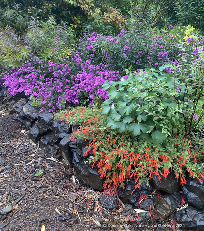 Perennials ~ Epilobium (syn Zauschneria) 'Everett's Choice', California Fuchsia ~ Dancing Oaks Nursery and Gardens ~ Retail Nursery ~ Mail Order Nursery