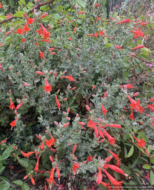 Perennials ~ Epilobium (syn. Zauschneria) canum 'Calistoga', California Fuchsia or Hummingbird Trumpet ~ Dancing Oaks Nursery and Gardens ~ Retail Nursery ~ Mail Order Nursery