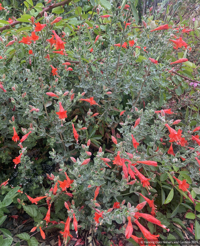 Perennials ~ Epilobium (syn. Zauschneria) canum 'Calistoga', California Fuchsia or Hummingbird Trumpet ~ Dancing Oaks Nursery and Gardens ~ Retail Nursery ~ Mail Order Nursery