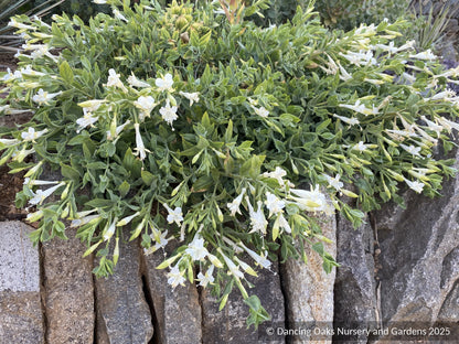 Perennials ~ Epilobium (syn. Zauschneria)canum 'Summer Snow', California Fuchsia or Hummingbird Trumpet ~ Dancing Oaks Nursery and Gardens ~ Retail Nursery ~ Mail Order Nursery