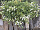 Perennials ~ Epilobium (syn. Zauschneria)canum 'Summer Snow', California Fuchsia or Hummingbird Trumpet ~ Dancing Oaks Nursery and Gardens ~ Retail Nursery ~ Mail Order Nursery