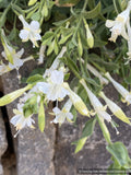 Perennials ~ Epilobium (syn. Zauschneria)canum 'Summer Snow', California Fuchsia or Hummingbird Trumpet ~ Dancing Oaks Nursery and Gardens ~ Retail Nursery ~ Mail Order Nursery