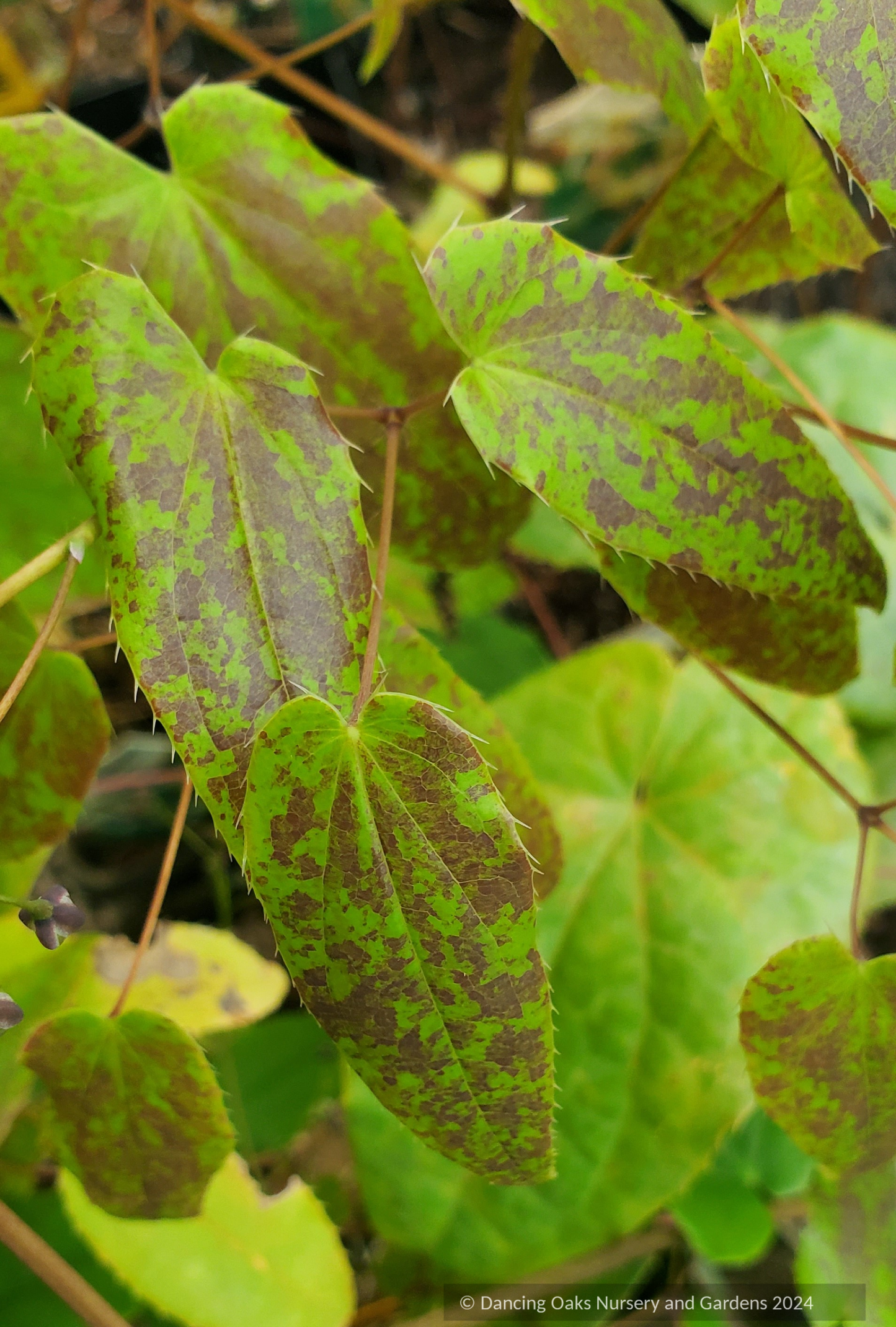 Epimedium x 'Domino', Domino Fairy Wings or Barrenwort