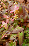 Epimedium x versicolor 'Cupreum', Barrenwort