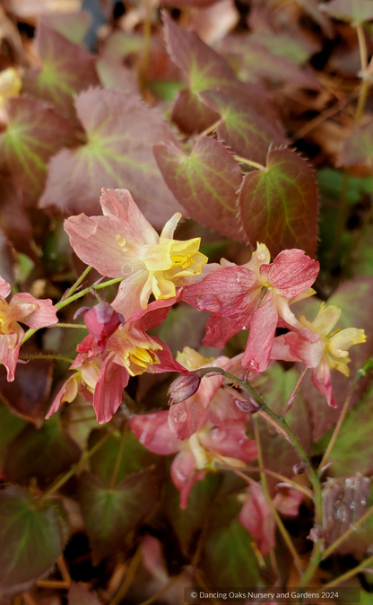 Epimedium x versicolor 'Cupreum', Barrenwort