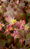 Epimedium x versicolor 'Cupreum', Barrenwort