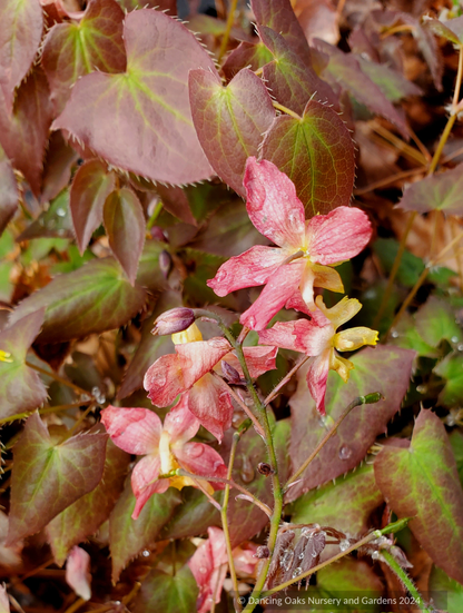 Epimedium x versicolor 'Cupreum', Barrenwort