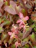 Epimedium x versicolor 'Cupreum', Barrenwort