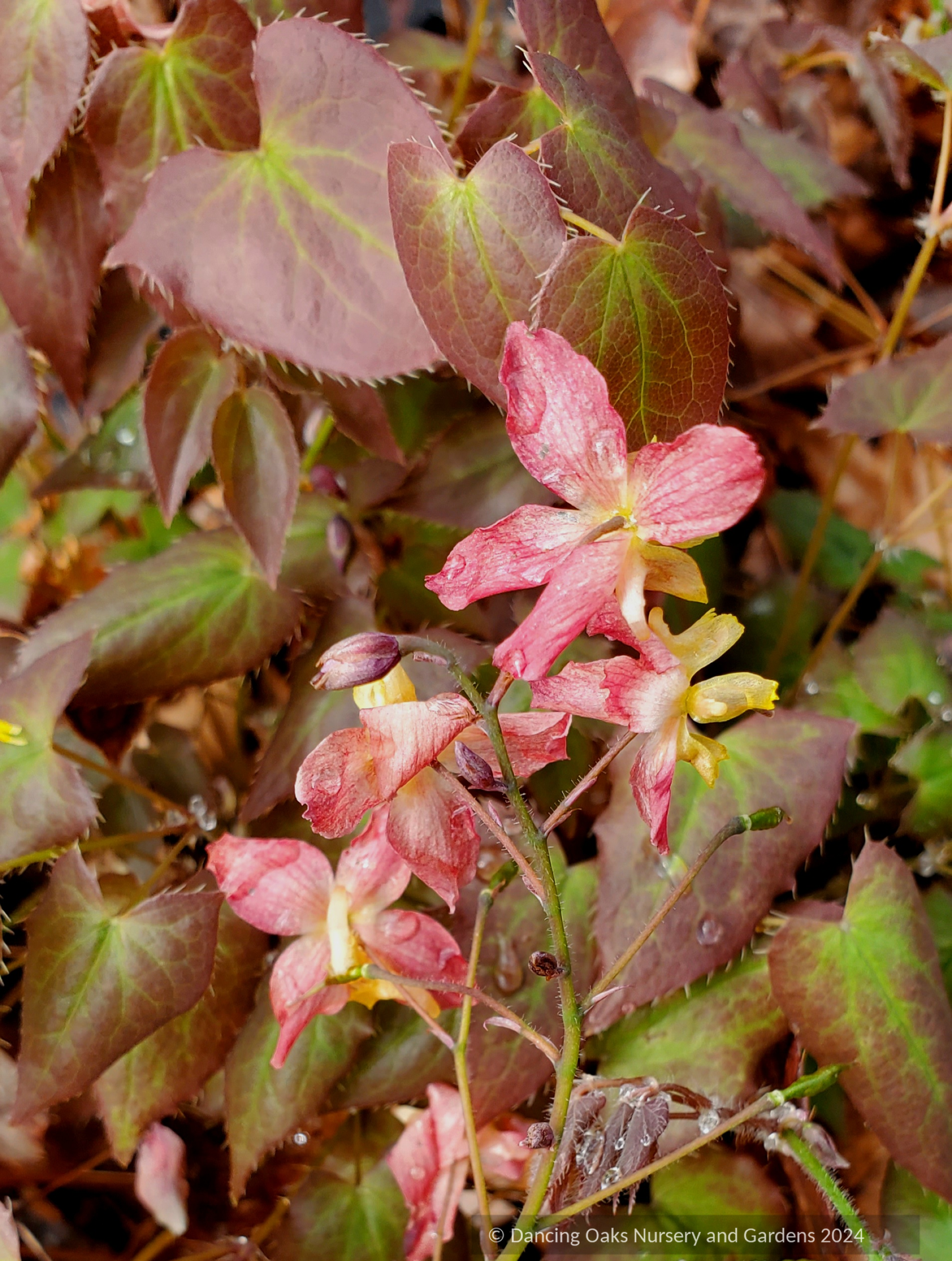 Epimedium x versicolor 'Cupreum', Barrenwort