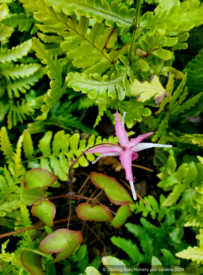 Perennials ~ Epimedium x 'Flamingo Dancer', Fairy Wings ~ Dancing Oaks Nursery and Gardens ~ Retail Nursery ~ Mail Order Nursery