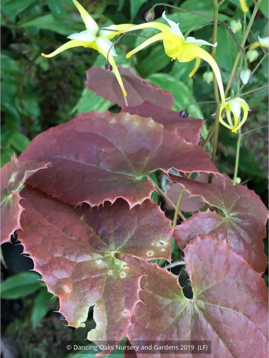Epimedium franchetii 'Dragon's Blood', Fairy's Wings