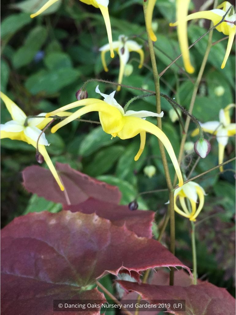 Epimedium franchetii 'Dragon's Blood', Fairy's Wings