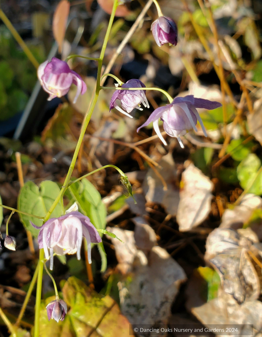 Perennials ~ Epimedium 'Melody'~ Dancing Oaks Nursery and Gardens ~ Retail Nursery ~ Mail Order Nursery