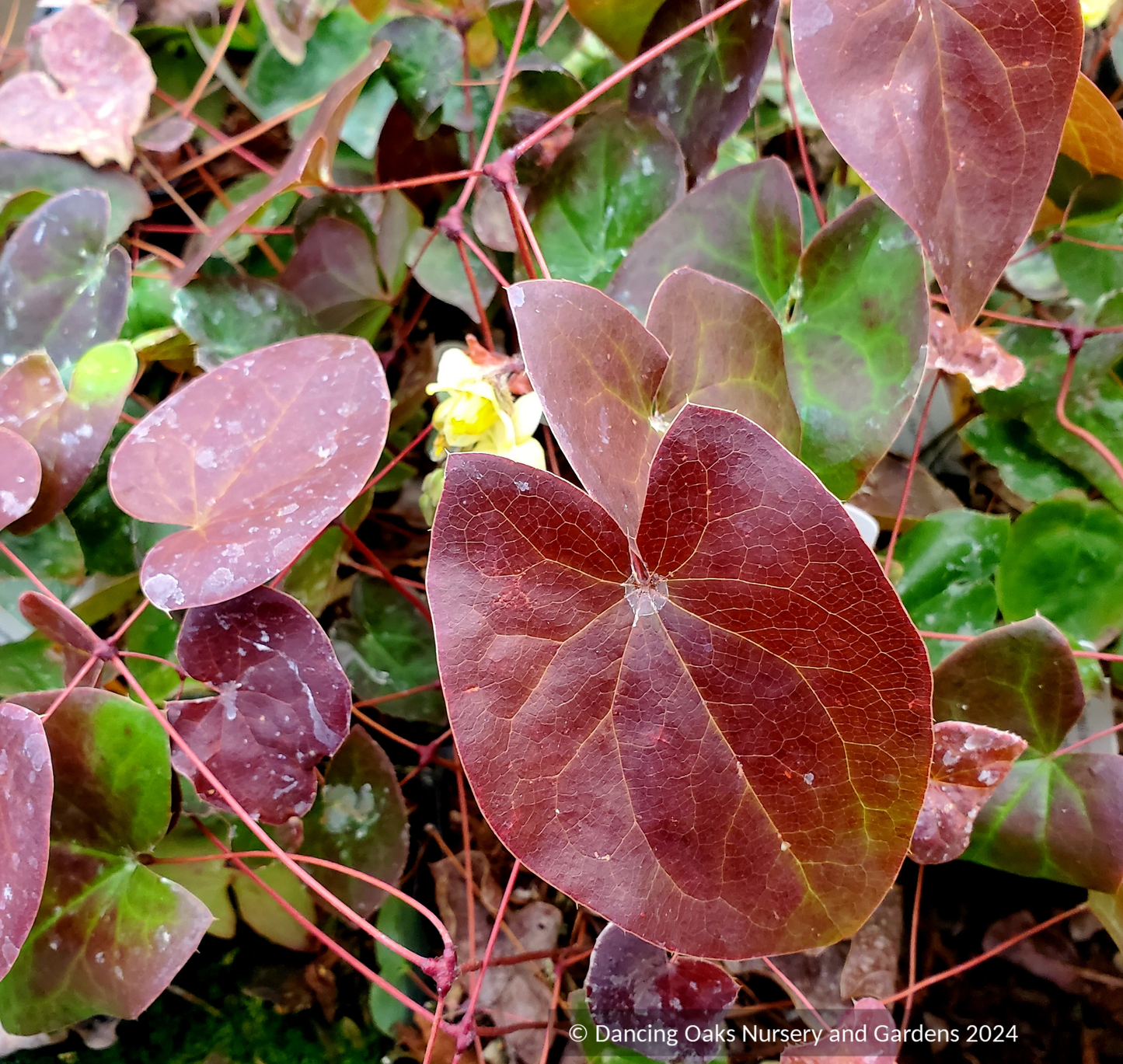 Perennials ~ Epimedium x versicolor 'Sulphureum', Barrenwort ~ Dancing Oaks Nursery and Gardens ~ Retail Nursery ~ Mail Order Nursery