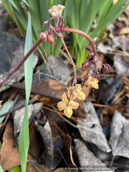Perennials ~ Epimedium 'Black Sea', Barrenwort ~ Dancing Oaks Nursery and Gardens ~ Retail Nursery ~ Mail Order Nursery