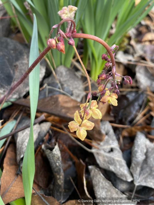 Perennials ~ Epimedium 'Black Sea', Barrenwort ~ Dancing Oaks Nursery and Gardens ~ Retail Nursery ~ Mail Order Nursery