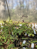 Epimedium x 'Flame Thrower', Flame Thrower Fairywings